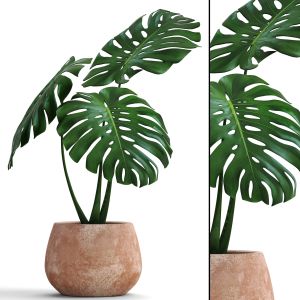 Monstera, Flower, Pot, Bush, Flowerpot, Clay