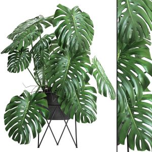 Monstera, Flower Stand, Bush, Thickets, Interior