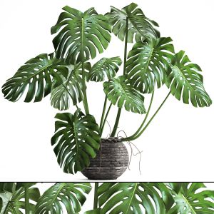 Monstera, Flower Stand, Bush, Thickets, Interior