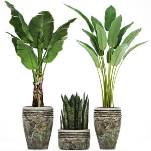 Banana, Bush, Strelitzia, Sansevieria, Outdoor Pot