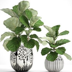 Ficus Lyrata, Decorative, Bush, Indoor, Interior