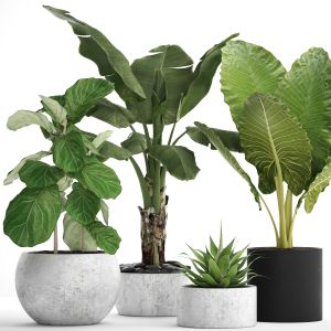 Banana Palm, Bush, Alocasia, Pot, Concrete, Flower