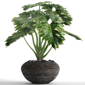 Philodendron, Flower, Pot, Bush, Flower Stand