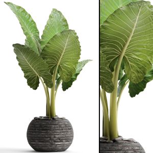 Alocasia, Flower, Pot, Bush, Flowerpot, Exotic