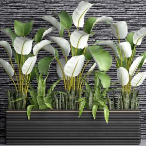 Calathea Lutea, Aspelinium, thickets, bushes, slat