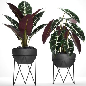 Flower, Pot, Bush, Luxury, Loft Decor, Alocasia