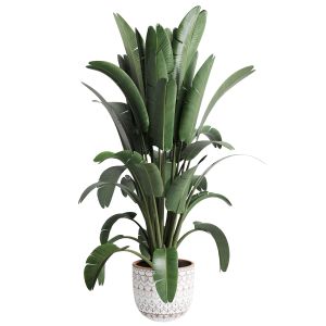 Indoor Plant Ravenala Of Earthenware Concrete Vase