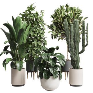 Collection Indoor Plant 216 Plant Ficus Rubbery