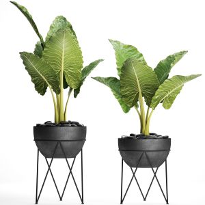 Alocasia, Pot, Bush, Flowerpot, Loft