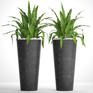 Asplenium, Pot, Flowerpot, Concrete, Office Plants