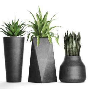 Collection Of Plants In Black Concrete Pots