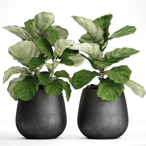 Bush, Black Pot, Loft, Decorative, Ficus Lyrata