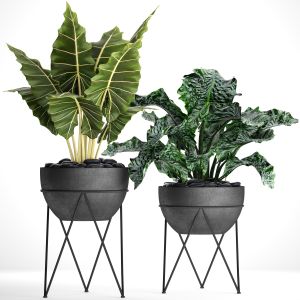 Flowerpot, Loft, Luxury, Decorative, Alocasia