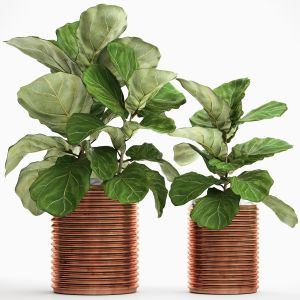 Copper Pot, Flowerpot, Decor, Ficus Lyrata