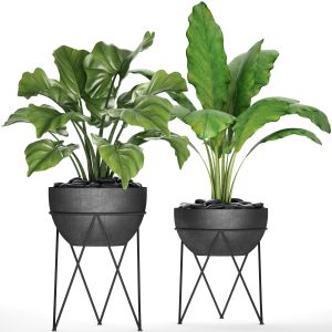 Pot, Black Pebbles, Loft, Alocasia, Bush