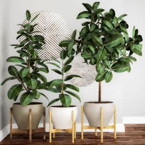 Ficus, Pot, Flowerpot, Interior Tree, Decor, Panel