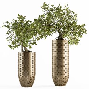 Indoor Plant Set 236 - Bonsai In Gold Pot