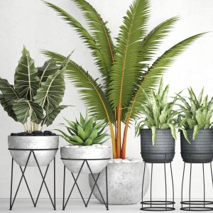 Coconut Palm, Alocasia, Concrete Pot, Stand