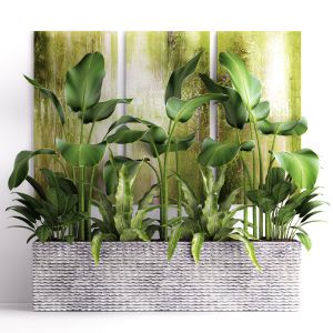 Green Painting, Calathea Lutea, Aspelinium, Bushes