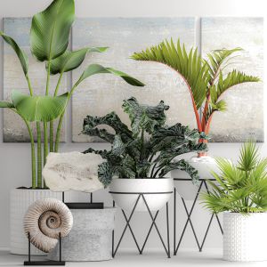 Alocasia, Stand, Flower, Ammonite, Palm Tree