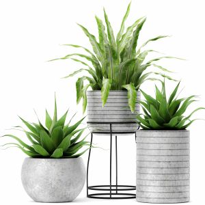 Aspelinium, Agave, Flower, Pot, Bush, Flowerpot