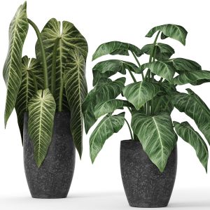 Alocasia, Flower, Pot, Flowerpot, Bush, Concrete