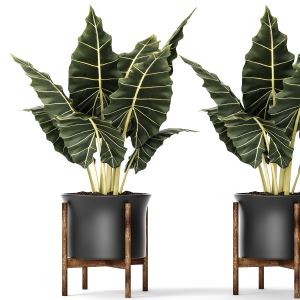 Bush, Flowerpot, Interior, Room, Loft, Alocasia