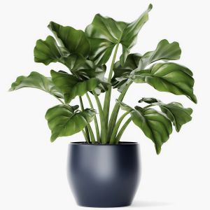 Flower, Pot, Bush, Flowerpot, Interior, Alocasia