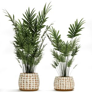 Collection Of Potted Palms, Howea, Pot