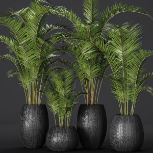 Palm Tree, Flower, Pot, Bush, Flowerpot