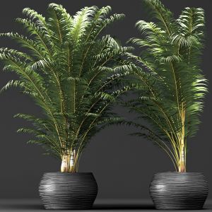 Dypsis Lutescens Set, Palms, flowerpot