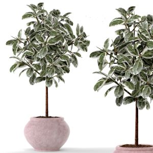 Decorative Tree, Ficus, Elastica, Pink Pot, Flower