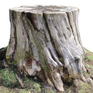 Sawn Stump | 3d Scan