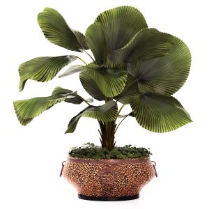 Licuala Palm Tree, Pot, Flowerpot