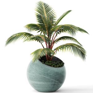 Palm Tree, Small Coconut Tree, Round Pot, Flower