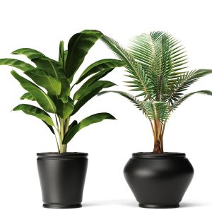 Set Banana And Coconut Palm