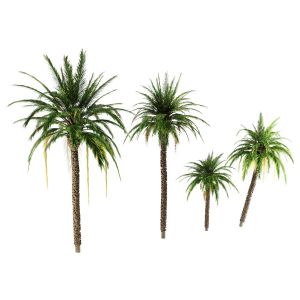 Phoenix dactylifera - Date Palm