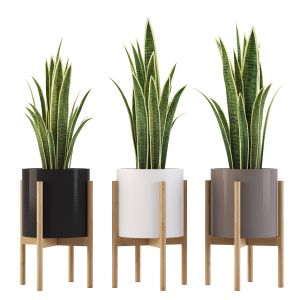 Indoor Plants-01-sansevieria