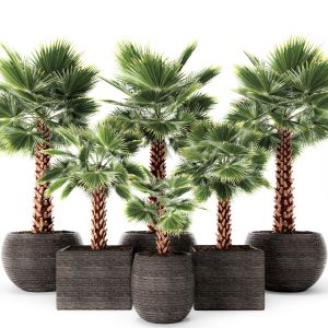 Washingtonia, Fan Palm, Set, Outdoor Pot