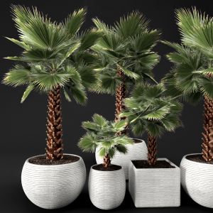 Washingtonia, Fan Palm, Set, Outdoor White Pot