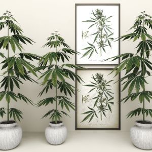 Cannabis, Marijuana, Weed, Plant, Pot, Painting