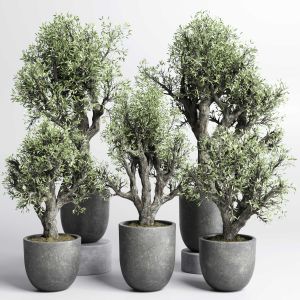 Collection Outdoor Plant 88 Pot Old Olive Tree Con