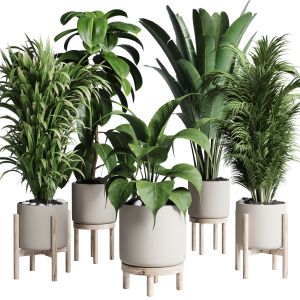 Collection Indoor Plant 191 Pot Plant Ficus Rubber