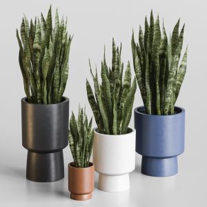 Sansevieria