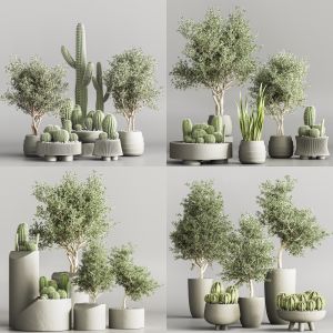 cactus & plant collection set