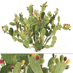 Cactus Opuntia ficus-indica tree