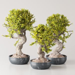 Bouquet Collection 07 - Bonsai