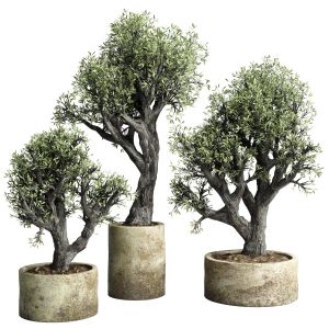 Oilve Tree Old In An Old Concrete Vase Indoor Plan