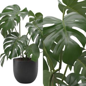 Monstera Deliciosa - Swisscheese Plant