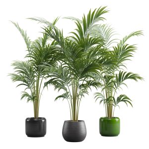 Areca Palms